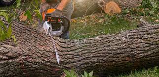 Best Root Management and Removal  in East Dublin, GA