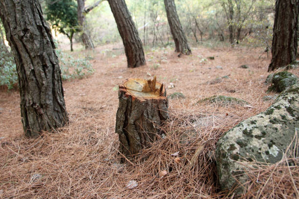 How Our Tree Care Process Works  in  East Dublin, GA