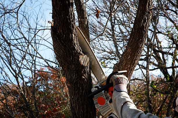 Best Tree Disease Treatment  in East Dublin, GA