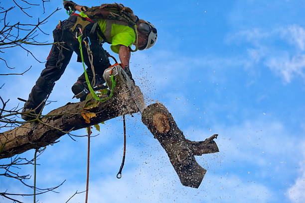 Leaf Removal in East Dublin, GA